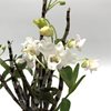 Den. moniliforme utage 宴 (2)